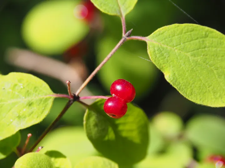 Wilde lijster (Sorbus aucuparia)